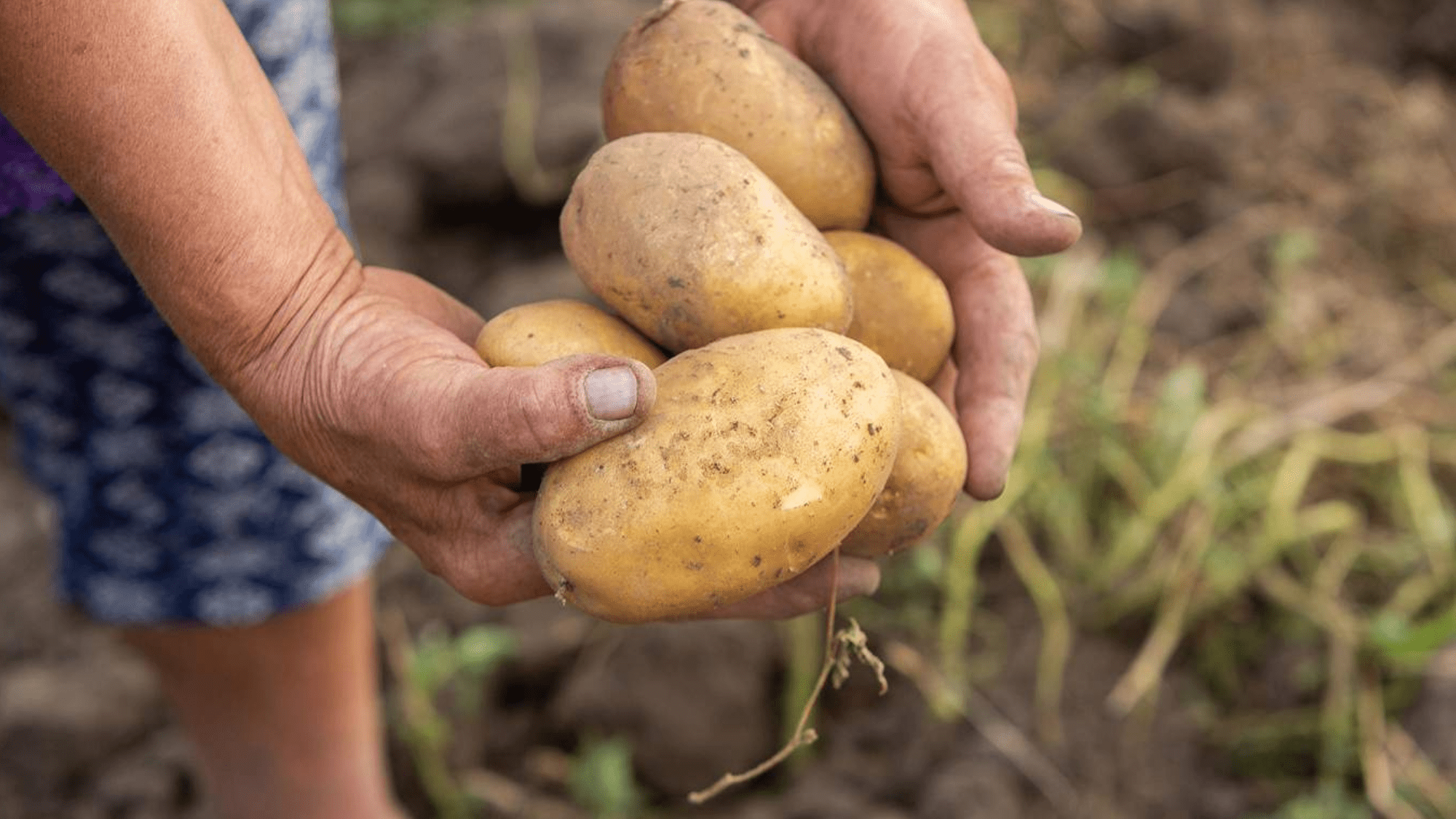 a woman holing a yellow potato