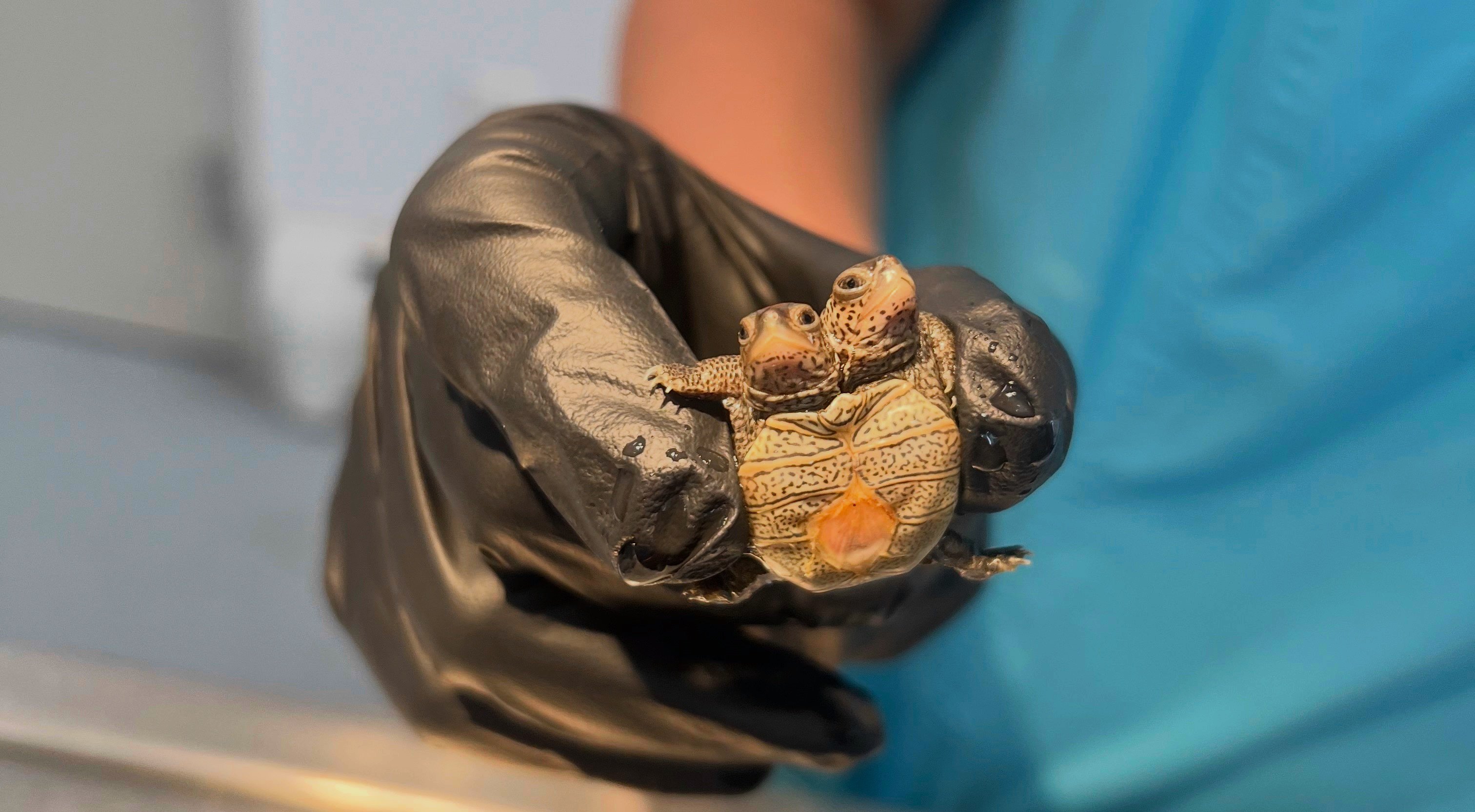 two-headed turtle held by gloved hand